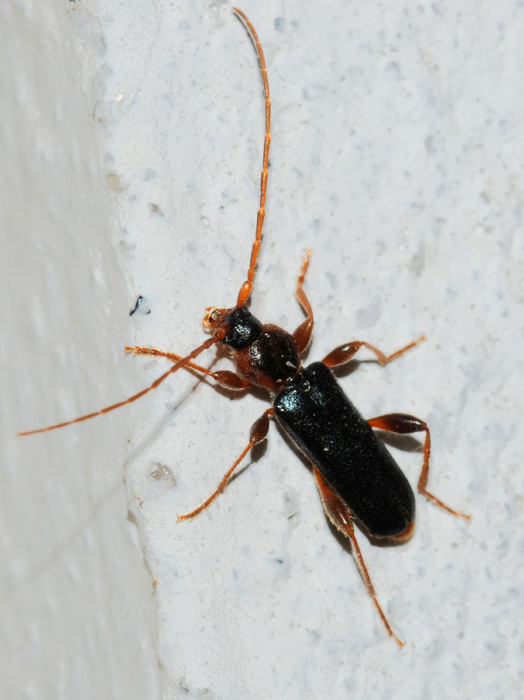 Cerambycidae: forse Phymatodes testaceus